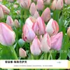 Planta de Tulipa Hidropônica em Vaso Pacote Grande de Bulbos Floridos Flores Bulbosas Resistentes ao Frio de Varanda de Inverno Venda Direta do Fabricante