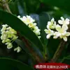 Planta en Maceta de Árbol de Osmanthus para Jardines Interiores y Exteriores, Bonsái, Florece Todo el Año, Flores Fragantes con un Aroma Fuerte