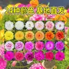 Plántulas de Girasol de Doble Pétalo en Maceta, Flores Grandes con Raíces y Capullos, Florecen en Todas las Estaciones, Plantas Fáciles de Cultivar para Interiores y Exteriores
