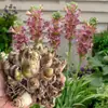 Los Bulbos de Nardo Son de Pétalos Dobles Blanco Puro Perennes Jardín Perenne Florales en Maceta con Múltiples Capullos y Son Fáciles de Sobrevivir