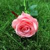 Venta al por mayor de rosas artificiales de franela individuales para sujetar flores, decoración para bodas y el hogar, flores falsas.