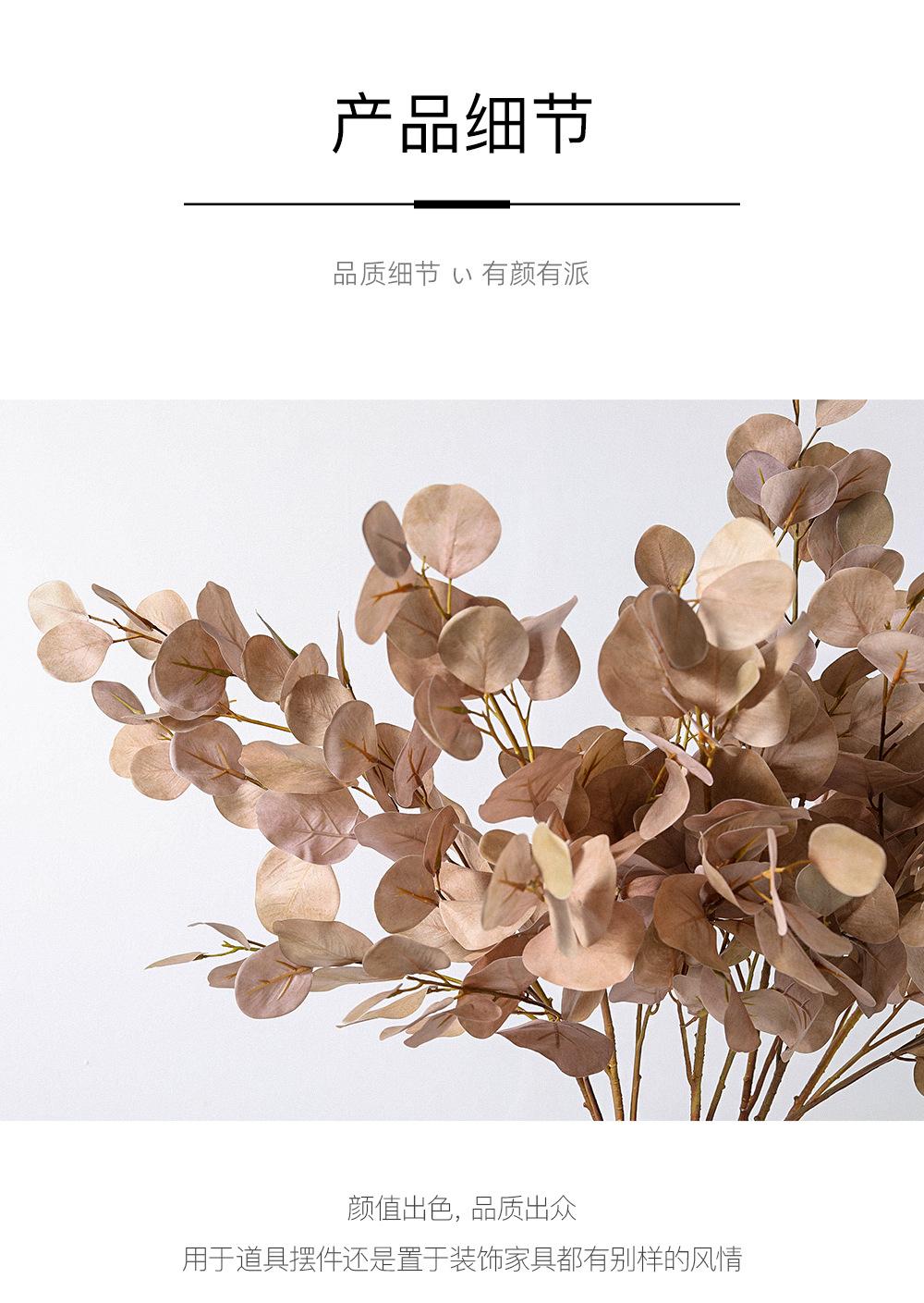 中枝尤加利详情图