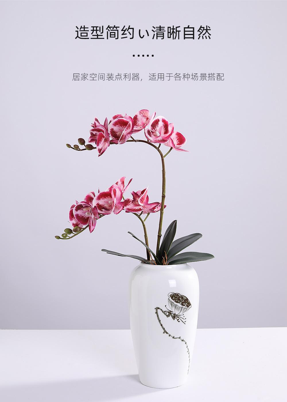 小7头蝴蝶兰详情图