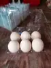 6 peças de 6 peças de porta-ovos vermelhos caixa transparente de supermercado fresco caixa de embalagem plástica para ovos terra vermelha 6 peças de porta-ovos