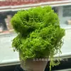 Simulación musgo de pelo blanco musgo filamentoso césped simulación musgo de lana musgo falso diseño de paisaje césped bonsái planta en maceta tienda