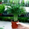 Set de Cuatro Plantas Verdes Hidropónicas: Árbol del Dinero, Planta Mini de Coco, Diamante Dorado, Planta Fragante de Nueve Millas, Gardenia, Plantas Pequeñas de Maceta de Escritorio