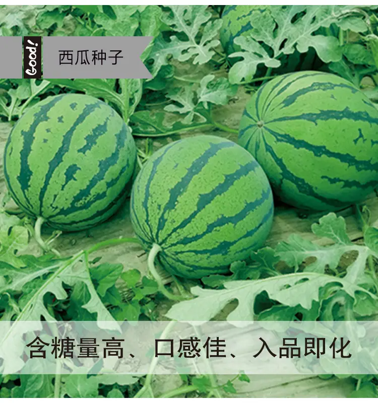 冰糖麒麟03