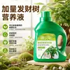 Árvore da Fortuna Solução Nutritiva Universal Fertilizante para Flores Árvore da Fortuna em Vaso Rabanete Verde Bambu da Sorte Flores Hidropônicas Plantas Verdes Fertilizante
