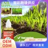 Nutriente para el crecimiento de plantas Yegbong enraizamiento de plantas de flor fertilizante concentrado para promover el crecimiento rechoncho
