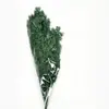 Flores eternas verdes, atmósfera de primavera, decoración del hogar, ramos para tiendas, decoración de ropa de mujer, materiales de flores secas, arreglos florales de recepción, ramas para escenas
