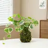 Musgo de Hera Nevado Bola de Musgo Hidropônica Planta Verde Folhagem Planta de Folha Verde Trepadeira Planta Verde em Vaso