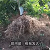Red Jade Laranja Sanguínea Mudas para Pátios do Norte e do Sul Vasos e Plantio no Solo Árvores Frutíferas Laranja Doce de Polpa Vermelha Enxertadas