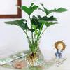 Planta em Vaso Samambaia Chuva de Primavera Hidropônica para Escritório, Absorve Formaldeído, Adequada para Sala de Estar, Rabanete Verde de Folhas Grandes Planta Verde Chuva de Primavera Bonsai