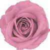Caja de Joyería Cuadrada de Flores Eternas, Caja para Anillo Flor de Rosa de Cristal, Regalo de Boda San Valentín con Flores Secas, Accesorios de Decoración para Puesto