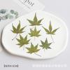 Fábrica de Fuente de Rapsodia [Kit de Materiales para Repujado] Clase de Manualidades DIY Kit de Materiales de Flores Prensadas Especímenes de Plantas Flores Secas