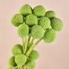 Bolas Doradas del Fabricante, Flores Naturales Reales, Materiales para Manualidades, Decoración del Hogar para la Sala de Estar, Arreglos Florales, Adornos de Flores Secas, Martillos Dorados