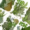 Pacote Combinado de 12 Folhas Verdes Pacote de Material de Folha Espécime de Folha Real Material de Planta com Flor Marcador de Página Folha DIY