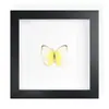 Mariposa Real, Especie Preciosa de Verano, Mariposa Rara, Mariposa Pequeña de Cinta Verde, Adorno de Escritorio, Espécimen de Regalo, Pintura Decorativa, Espécimen de Mariposa