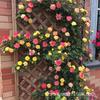 Base Wholesale Rosa Trepadora Forma en Maceta Florero de Rosas Enredadera Multi-Flor Casa de Rosas Patio Floración en el Mismo Año