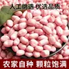 Delicias Caseras 2024 Cacahuates Nuevos 2.5kg Granel Cultivados en Granja Cacahuates Crudos Nanyang Cacahuates Secos 2.5kg Paquete de 1.5kg