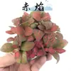 Hierba enmallada, helecho de hoja pequeña, micro paisajismo, terrario acuático, musgo hidropónico, planta verde decorativa, planta verde de escritorio DIY