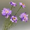Rueda de Explosiones al por Mayor Fengju Adornos de Flores Decorativas para Sala de Estar Flor Falsa Pastoral Rama Única 5 Centaurea