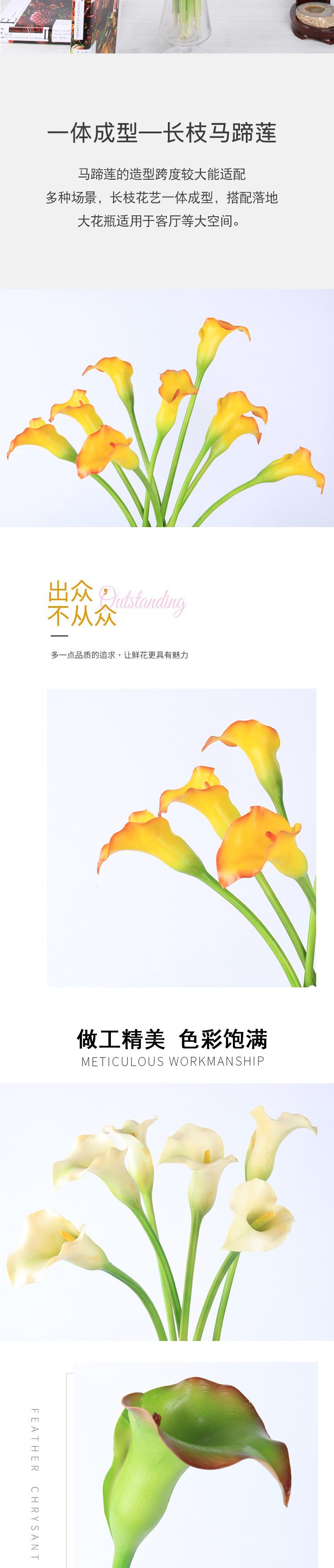 单枝马蹄莲3