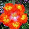 Semillas de Hibisco de Flor Grande Hermoso Hibisco Japonés Girasol Patio Balcón Hibisco de Flor Grande Flor de Coral de Doble Flor