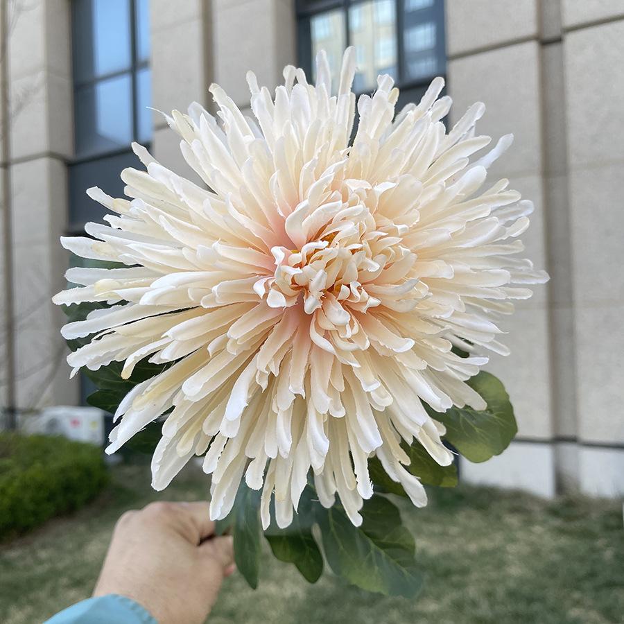 单支龙爪菊-wxysjx-香槟.JPG