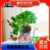 Planta Hidropónica de una Pieza para Envío Directo, Planta Trepadora Tortuga de Montaña, Planta en Maceta Dorada de Crecimiento Constante, Planta Verde, Fácil de Cultivar en Interiores, Escritorio