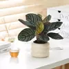 Bonsái Tocón Viejo Bonsái Cuatro Estaciones Plantas Fáciles de Cultivar Escritorio Oficina Floración Resistente a la Sequía Plantas Verdes Plantas Pequeñas en Maceta