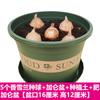 Bulbos de Alyssum Importados, Fresias de Doble Floración, Florecen en Todas las Estaciones y Son Buenas para Alimentar Florales Ornamentales, Florales en Maceta y Semillas de Plantas
