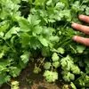 Semillas de Verduras, Colza de Primavera, Verduras Fáciles de Cultivar en el Balcón Familiar, Cilantro, Espinaca, Semillas de Rábano, Semillas de Verduras de Cuatro Estaciones