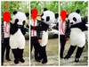 Panda Gigante Inflável Andar Cartoon Boneca Costume Cos Chapelaria Adereços Animação Vestir Performance Boneca Costume Urso Polar