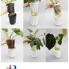 Mantenimiento Activo/Combinación Activa Macetas Ornamentales, Familia Alocasia, Macetas, Hidroponía, Macetas de Plástico para Interiores y Exteriores