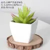 Bonsái Artificial Carnoso Combinación de Flores Falsas de Plástico Planta Verde de Interior para Oficina Escritorio Adornos Pequeños Plantas Artificiales Venta al por Mayor