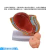 Modelo de Pelvis Femenina de Obstetricia y Ginecología con Modelo de Feto a Término del Útero y Órganos Reproductivos de una Mujer Embarazada de Nueve Meses