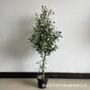 Bonsái de olivo artificial Ingeniería de hogar para verdear interior y exterior árbol de olivo de simulación de frutas fábrica venta al por mayor