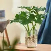 Planta Hidropônica Monstera Planta Verde Purificação do Ar Interno Ave do Paraíso Folha Grande Folhagem Perene de Interior Vaso Tronco Velho