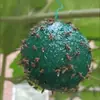 Armadilha de Mosca Bola Transfronteiriça, Armadilha de Mosca da Fruta Tamanho Cítrico Bola, Bola Pegajosa para Insetos de Árvore Frutífera de Melão, Bola Armadilha de Insetos, Bola para Mosca da Fruta