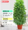 Árvore Bico de Pato de Grande Porte Que Atrai Riqueza de Todas as Direções, Planta de Vaso para Sala de Estar Interna Fácil de Cuidar, Sempre Verde o Ano Todo, em Formato de Torre