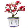 Las Diez Flores Famosas de China Flor de Begonia Maceta Pila Vieja Planta Resistente al Frío Flor Perezosa Fácil de Cultivar Próspera Casa Todo el Año Begonia