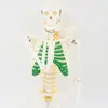 Suministro Modelo de Esqueleto Humano con Nervios 85cm Esqueleto Pecho Verde Espécimen Humano Modelo Médico