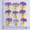 Amor-perfeito Amor-perfeito Fragrante Flor Seca Planta em Relevo Espécime Flor de Cama Atacado Moldura de Foto Luminária de Mesa Flor Real Arte de Unha Flor Decorativa para Rosto