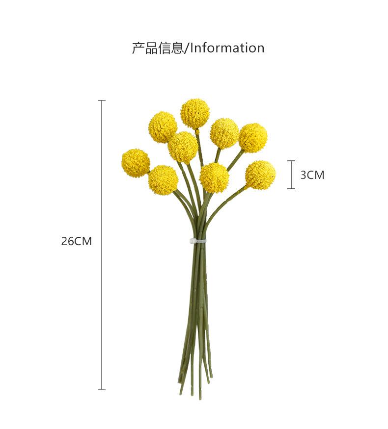 西西里9头扎束球菊_05.jpg