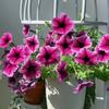 Semillas de Petunia Colgante Importadas, Plantas de Maceta de Petunia Colgante Fáciles de Cultivar, Semillas de Flores para Todas las Estaciones, Tasa de Germinación 80%