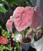 Fornecimento TransfronteiriçoSementes Coloridas de Inhame Transfronteiriças, Inhame de Folha Grande, Sementes de Inhame Bicolor, Plantas de Flores para Vasos de Quatro Estações