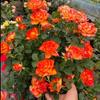 Balcón de Jugo Planta en Maceta Rosa con Capullos Florece Todo el Año Flor de Rosa Rosales Fáciles de Cultivar con Aroma Frutal