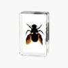 Resina de Venta Caliente Transfronteriza Muestras de Insectos Reales Araña Escorpión Saltamontes Regalo de Recompensa para Estudiantes de Primaria Regalo Artesanal