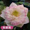 Loto Ornamental en Maceta Acuicultura Loto Comestible Plántulas Semillas de Lirio de Agua Nenúfares Semillas de Flores Plantas de Estanque Hidropónicas